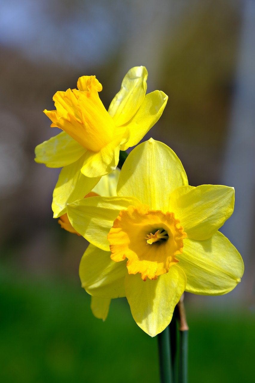 flower, easter bell, beautiful flowers-8662185.jpg